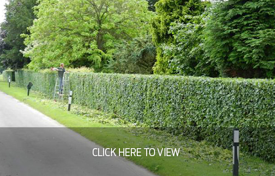 More Photos – Hedge Cutting